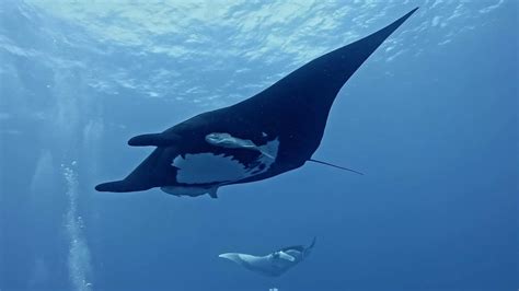 Travel4pictures Footage Giant Oceanic Manta Ray Socorro Islands