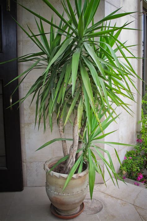 Pin on Assortment of plants - 40,000 Rs