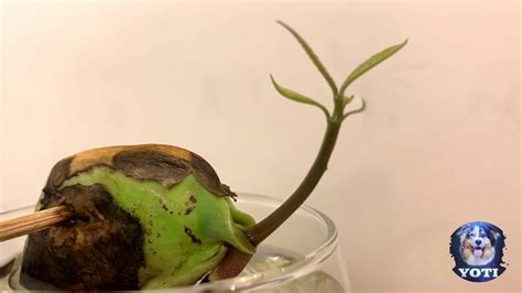 Sprouting A Mango Time Lapse Youtube