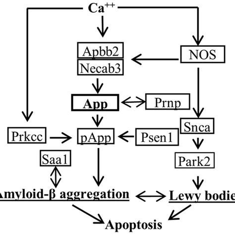 Illustration Of Major Molecular Components Of Pathways Linked To