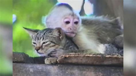 Funniest Unlikely Animal Friendships Compilation Funny Pet Videos Youtube