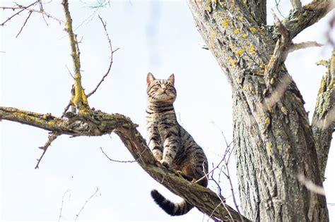 How To Keep A Cat From Climbing A Tree