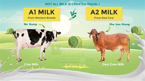 A1 Milk Vs A2 Milk Which Is The Best As Per Ancient Ayurveda