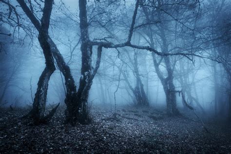 7 Spooky Haunted Forests Youd Never Want To Be Alone In At Night