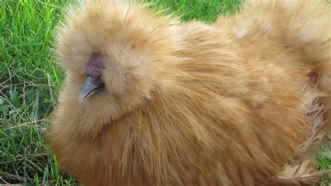 Silkie Chickens Youtube