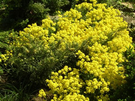 Free Images Flower Produce Evergreen Botany Yellow Flora Shrub