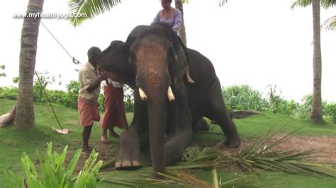 Elephant Ride And Yoga In India Myhealth Yoga Youtube