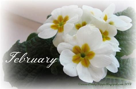 Primrose Februarys Birth Flower