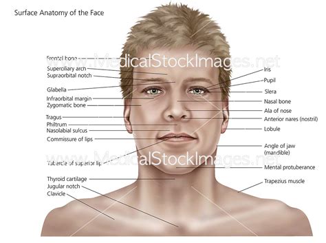 Surface Anatomy Of The Face And Skin Medical Stock Images Company