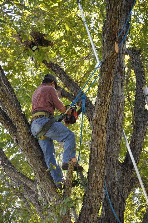 Tree Trimming Techniques Canopy Tree Service