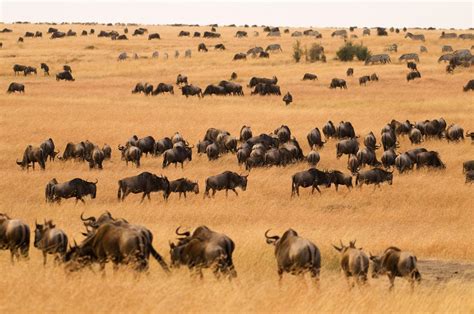 Experience Great Wildbeest Migration Masai Mara