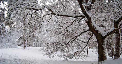 How To Prepare Your Trees For Winter Gardeners Path