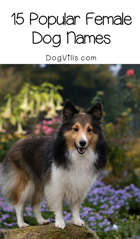 That word got stuck in my brain like my own name or his name. 15 Most Popular Female Dog Names For Your New Furry Friend ...