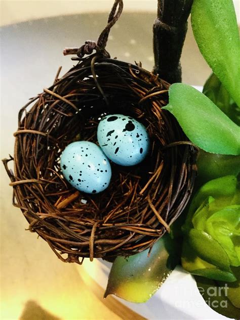 Blue Bird Eggs In The Nest Photograph By Lana Sylber