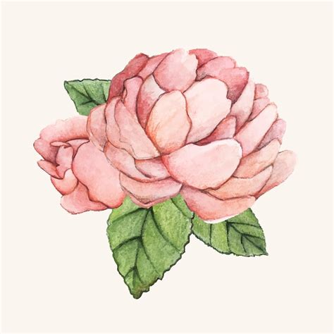 Free Vector Hand Drawn Peony Flower Isolated