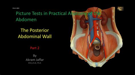 Picture Tests In Anatomy Abdomen Posterior Wall 2 Youtube