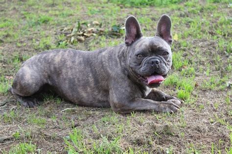 How Much Does A French Bulldog Cost Price Guide 2024 Hepper