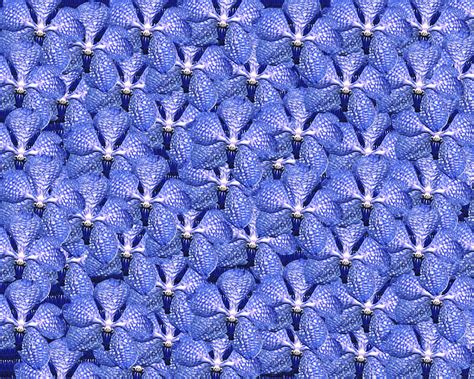 Gambar : tekstur, daun bunga, pola, lingkaran, anggrek, seni, Latar