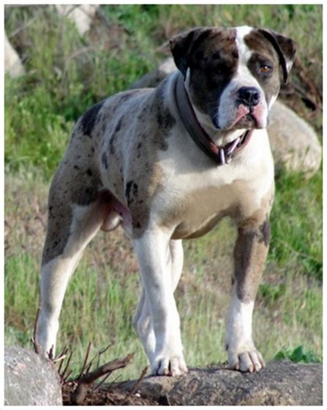 The alapaha blue blood bulldog is very intelligent and naturally obedient, making training a straightforward process. Alapaha Blue Blood Bulldog - Pictures, Rescue, Puppies ...