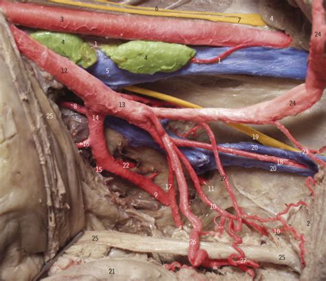 Internal Iliac Artery Diagram Quizlet