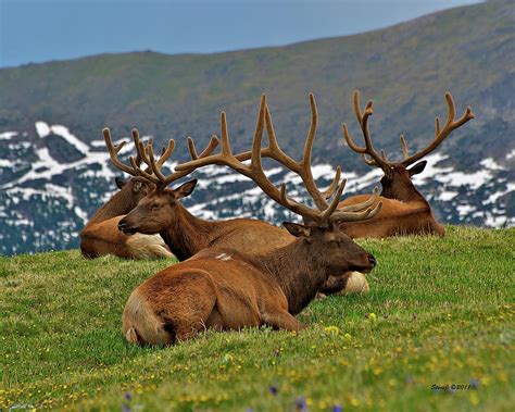 Elk On The Tundra Photograph By Stephen Johnson Fine Art America