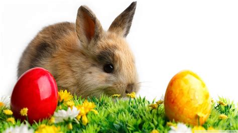 Eggs hd holiday and celebration wallpapers. Download Easter Cute Rabbit Wallpaper 1920x1080 ...