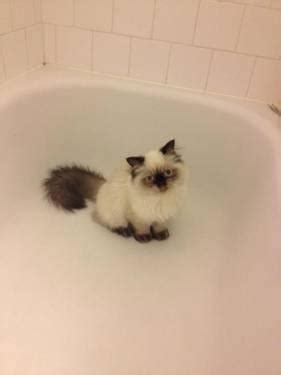 We breed exotic shorthair kittens for sale with golden shaded, silver shaded and chinchilla colors, green or blue eyes shorthairs. HIMALAYAN, RAGDOLL, & PERSIAN KITTENS /_/ for Sale in ...