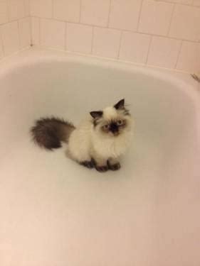 We did not find results for: HIMALAYAN, RAGDOLL, & PERSIAN KITTENS /_/ for Sale in ...