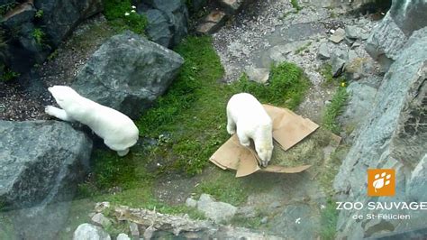 Enrichissement Ours Blancs Enrichment Polar Bears Zoo Sauvage De St