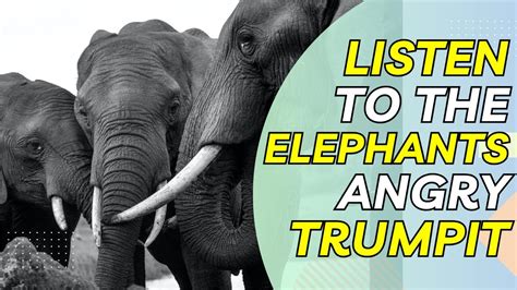 The Roaring Elephants The Sound Of Angry Trumpets And Rumbling Growls