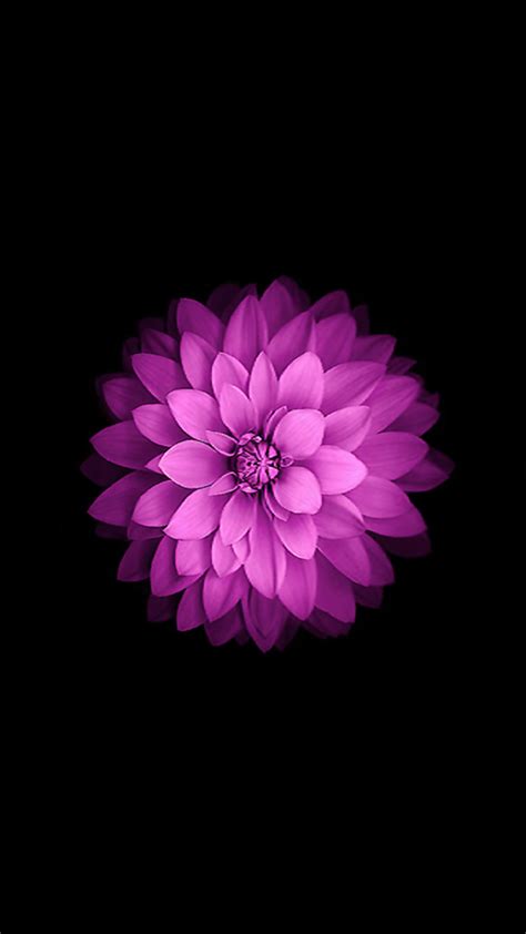 Download Apple Ios Flower Purple Black Background Petals Wallpaper By