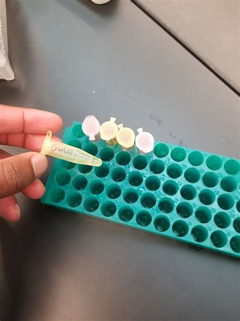 All of the above steps were completed in the same manner for the banana dna extraction except for the adding of water during the smashing of the fruit. Plant DNA Extraction II | Molecular Ecology Lab Notebook