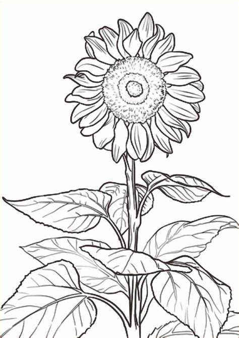 30 Gambar Sketsa Bunga Mudah Bunga Matahari Mawar