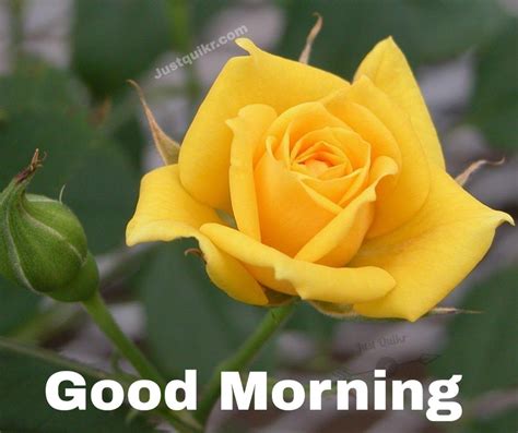 Good Morning Yellow Rose Pics Images