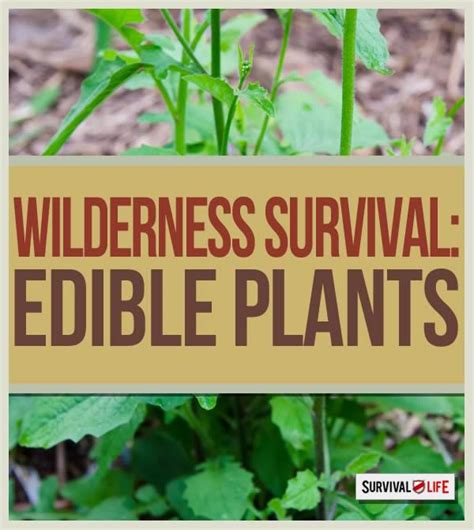 Wilderness Survival What To Eat In The Wild