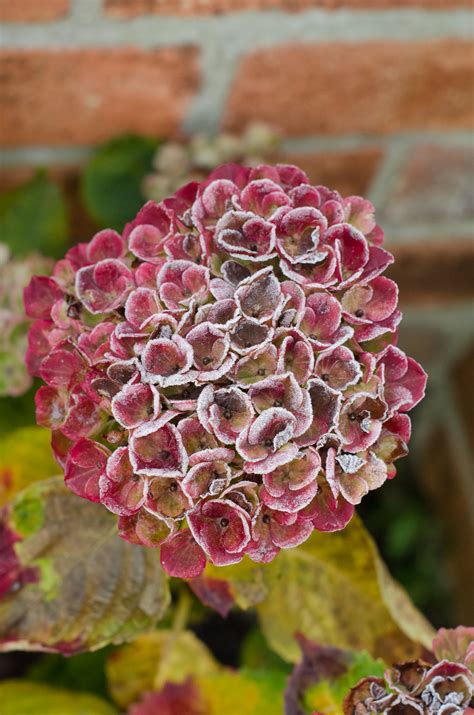 There are more than 200 species of opuntia. Tips for protecting plants from frost and cold weather ...