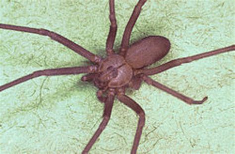 the brown recluse or violin spider hubpages