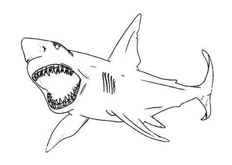 How To Draw Shark Jaws Coloring Pages | Best Place to Color