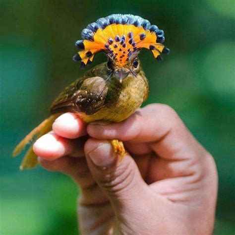 Aves Exóticas Lista De Las Mas Hermosas Del Mundo Fotos