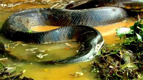 National Geographic Wild Anaconda Nat Geo Animals Documentary Hd