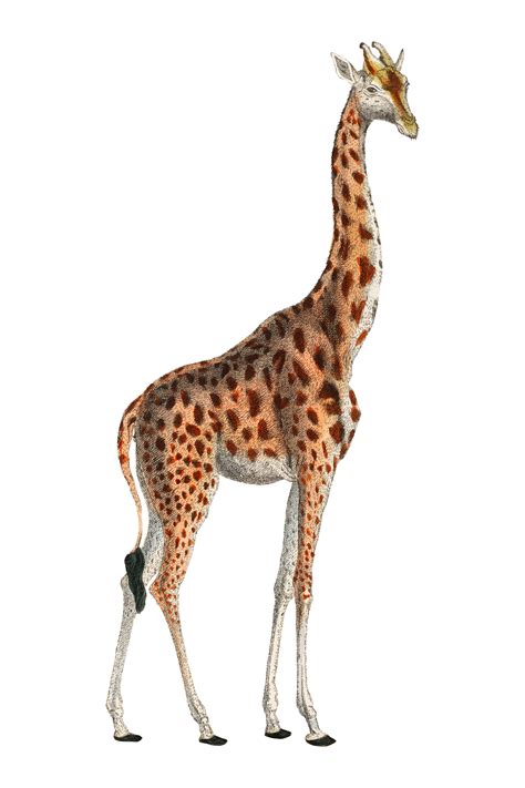 Camelopardis Giraffe The Giraffe 1837 By Georges Cuvier 1769 1832