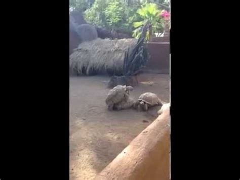 Como se reproducen las tortugas - YouTube
