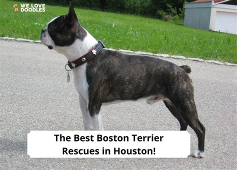 4 Best Boston Terrier Rescues In Houston 2023 We Love Doodles