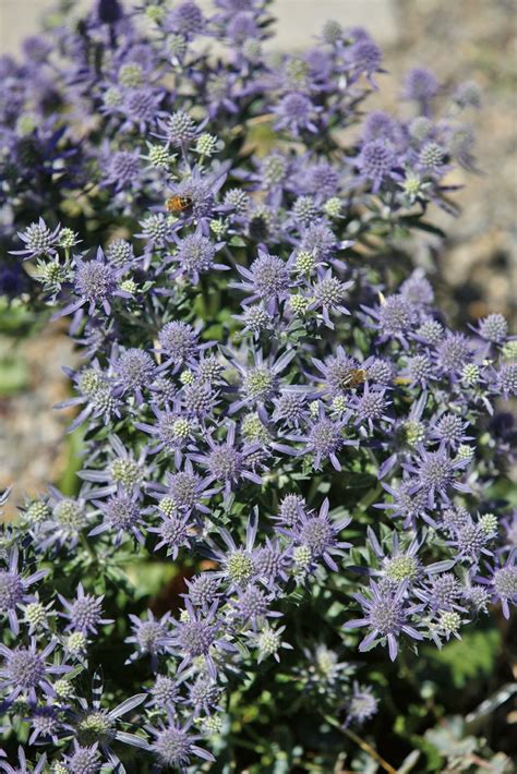Blue Hobbit Dwarf Sea Holly Sea Holly Container Plants Plants