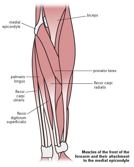 Tendinous sheath of left flexor pollicis longus radial bursa. Epicondylitis - Images | BMJ Best Practice US