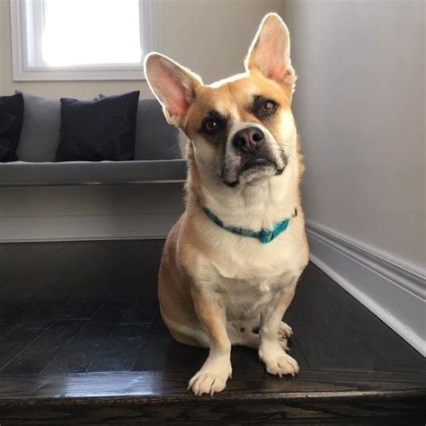 27 catahoula corgi mix = corgihoula. Corgi Mixed Breeds Just Look Like They've Gone Undercover ...