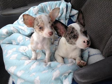 These little pups sport comically large ears that compliment their tiny bodies quite french bulldog and corgi mixes have the sassy attitude of a corgi and are also very loyal. French Bulldog and Chihuahua mix | {Animals | Dogs ...