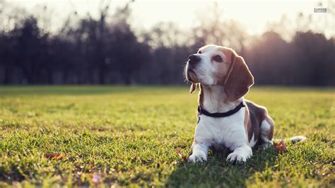 Paling Keren 22+ Foto Wallpaper Anjing - Joen Wallpaper