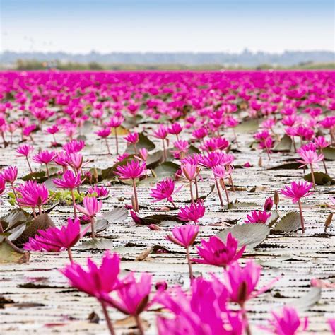 Japan Airline Every February Talay Bua Daeng Red Lotus Sea In