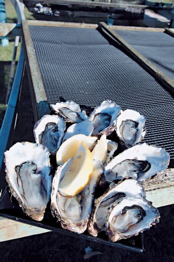 Oysters Are Under Threat From A Deadly Oyster Herpes Virus